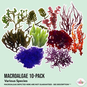 LIVE | 10-Pack Macro Algae Sampler | Macro Algae/Macroalgae Coral for Saltwater Reef Tank/Refugium/Aquarium