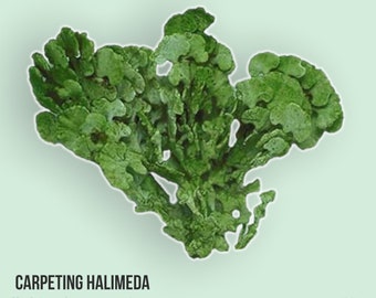 LIVE | Carpeting Halimeda | Halimeda opuntia | Macro Algae/Macroalgae Coral for Saltwater Reef Tank/Refugium/Aquarium