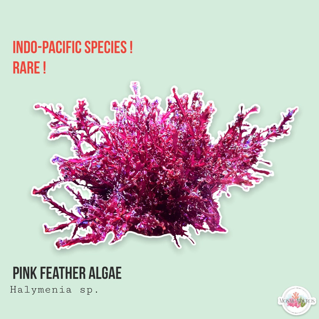LIVE Pink Feather Algae Cryptonemia Sp. Macro Algae/macroalgae Coral