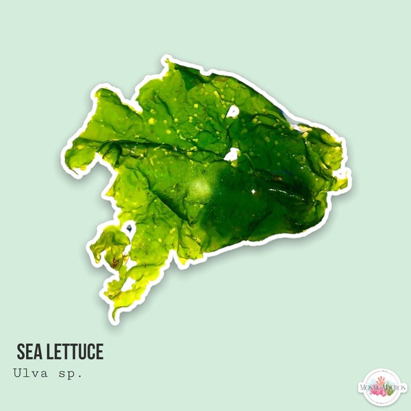 LIVE | Sea Lettuce | Ulva sp. | Macro Algae/Macroalgae Coral for Saltwater Reef Tank/Refugium/Aquarium