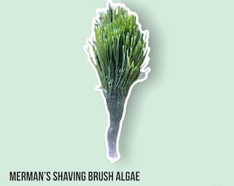 LIVE | Merman’s Shaving Brush | Penicillus dumetosus | Macro Algae/Macroalgae Coral for Saltwater Reef Tank/Refugium/Aquarium