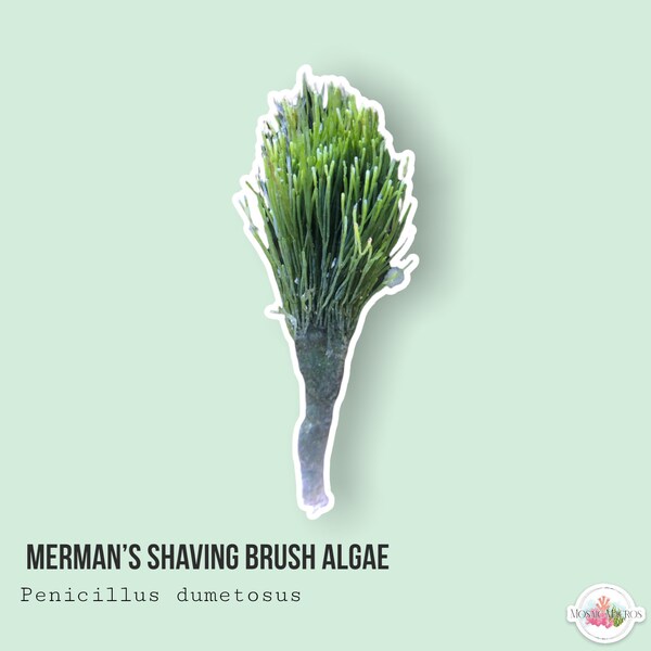 Saltwater Algae Etsy