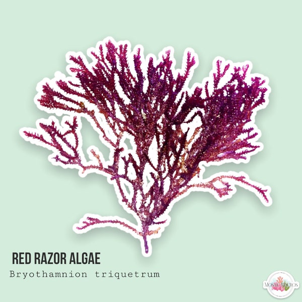 LIVE | Red Razor Algae | Bryothamnion triquetrum | Macro Algae/Macroalgae Coral for Saltwater Reef Tank/Refugium/Aquarium