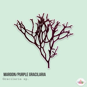 Gracilaria sp sale