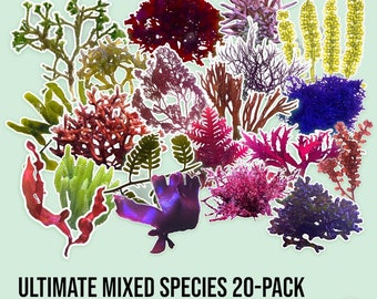 LIVE | 20-Pack Ultimate Mixed Species | Various Species | Macro Algae/Macroalgae Coral for Saltwater Reef Tank/Refugium/Aquarium