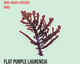 LIVE | Flat Purple Laurencia | Laurencia sp. | Macro Algae/Macroalgae Coral for Saltwater Reef Tank/Refugium/Aquarium
