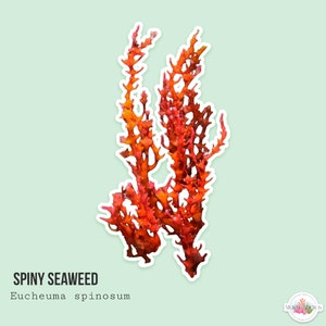 LIVE | Spiny Seaweed | Euchema spinnosum | Marine Macro Algae Macroalgae Coral for Reef Tank Refugium Saltwater Aquaroum