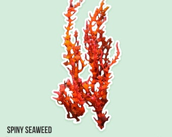 LIVE | Spiny Seaweed | Euchema spinnosum | Marine Macro Algae Macroalgae Coral for Reef Tank Refugium Saltwater Aquaroum