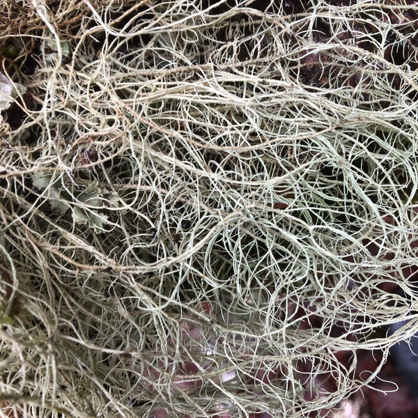 Living Usnea Lichen Fresh 1 lb