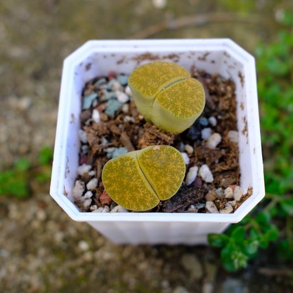 Colorful Lithops in Big Pot. Stock Image - Image of leaf, dessert