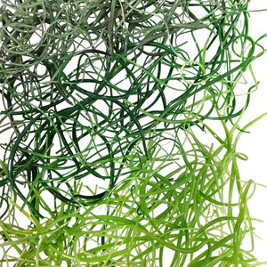 Vitrograph Shades of Green 96 coe