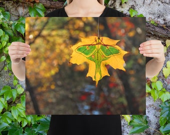 Luna Moth