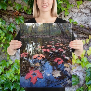 Leafy Stars on Water