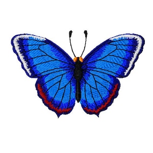 Könnte beinhalten: Ein blauer Schmetterling mit weißen und roten Akzenten. Der Schmetterling hat einen schwarzen Körper und Fühler.