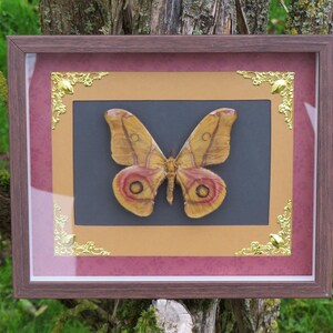 Real Antherina suraka butterfly on black background and decorations, natural death - dark decor, gothic, curiosity cabinet