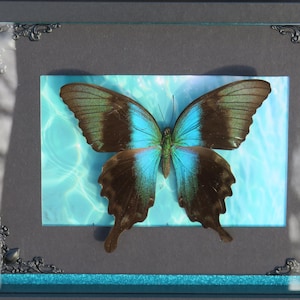 Real palinurus butterfly - dark, gothic decor, cabinet of curiosities
