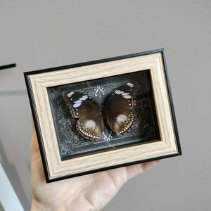 Real small frames with butterflies and beetles - dark, gothic decor, cabinet of curiosities
