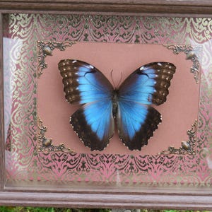 Real framed Morpho Helenor butterfly, natural death - dark oddies, goth, cabinet of curiosities