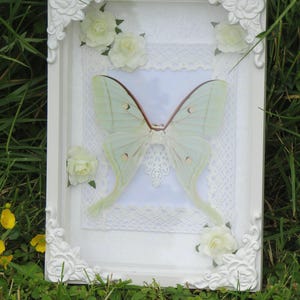Real Luna Moon Moth - Dark Oddies, Goth, Cabinet of Curiosities