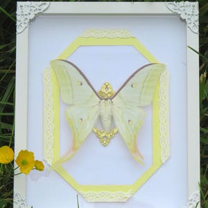 Real Actias selene butterfly framed - dark decor, gothic, curiosity cabinet