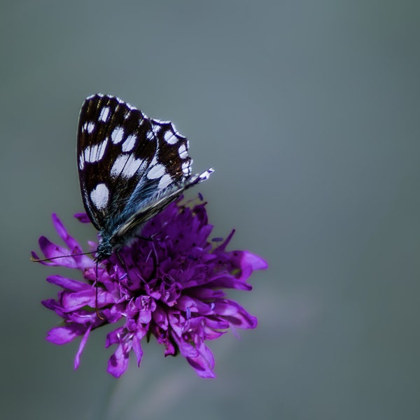 Photographie imprimée sur toile 40x60 cm pour décoration murales, papillon demi deuil