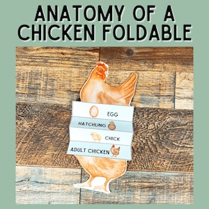 Foldable Life Cycle of a Chicken