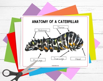 Anatomy of a Caterpillar  • Montessori printable •  Butterfly Study   • Busy Binder Activity