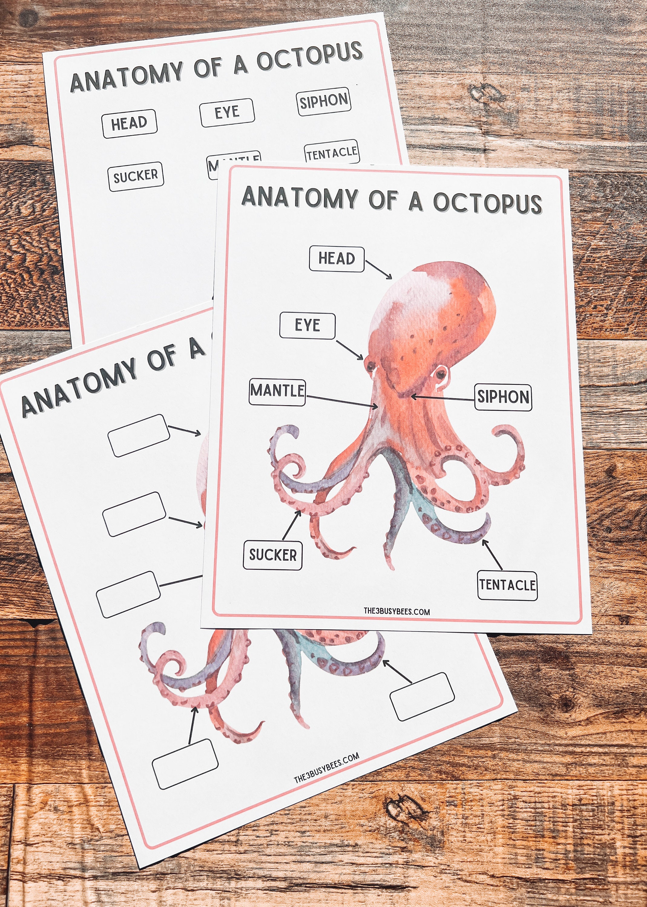 Anatomy of an Octopus