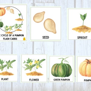 Levenscyclus van een pompoen Flash Cards / Herfst Halloween Leren