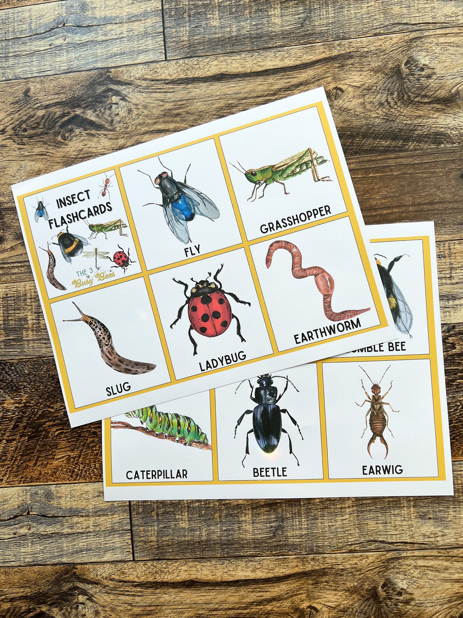 Insect Flash Cards • Montessori Printable • Educational Material • - Etsy