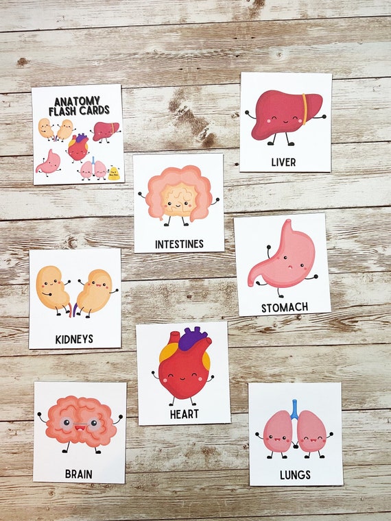 Human Anatomy Flash Cards Printable Preschool Printable Etsy