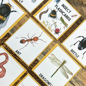 Insect Flash Cards • Montessori Printable • Educational Material • - Etsy