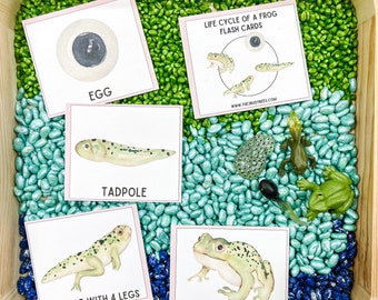 Life Cycle of a Frog Flash Cards / Frog Unit Study