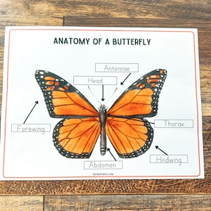 Anatomy of a Butterfly • Montessori printable •  Butterfly Study   • Busy Binder Activity