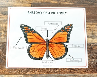 Anatomy of a Butterfly • Montessori printable •  Butterfly Study   • Busy Binder Activity