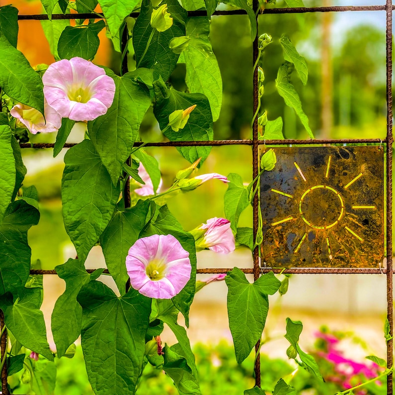 Pu&ograve; includere: Primo piano di una vite verde con fiori rosa che cresce su una recinzione di metallo arrugginito con un disegno di sole in metallo arrugginito.