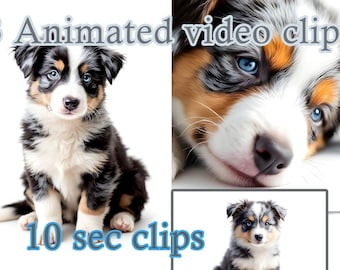 Blue Merle Border Collie Video Clips: Commercial Use (MP4 Digital Download)