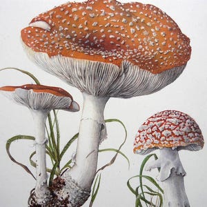 Belle arti, Arte botanica. Fungo, Acquerello, Amanita muscaria. Aquarell. Stampa. Quadro sul muro.