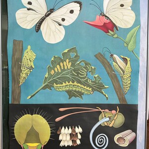 May include: A vintage educational chart illustrating the life cycle of a butterfly. The chart features a white butterfly with black spots, a caterpillar, a chrysalis, and a leaf with small green caterpillars. The chart also includes the text "Lehrmittelverlag Hagemann, Düsseldorf".