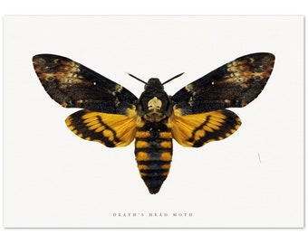 Death's Head Hawk Moth Insect Print Wall Hanging Poster