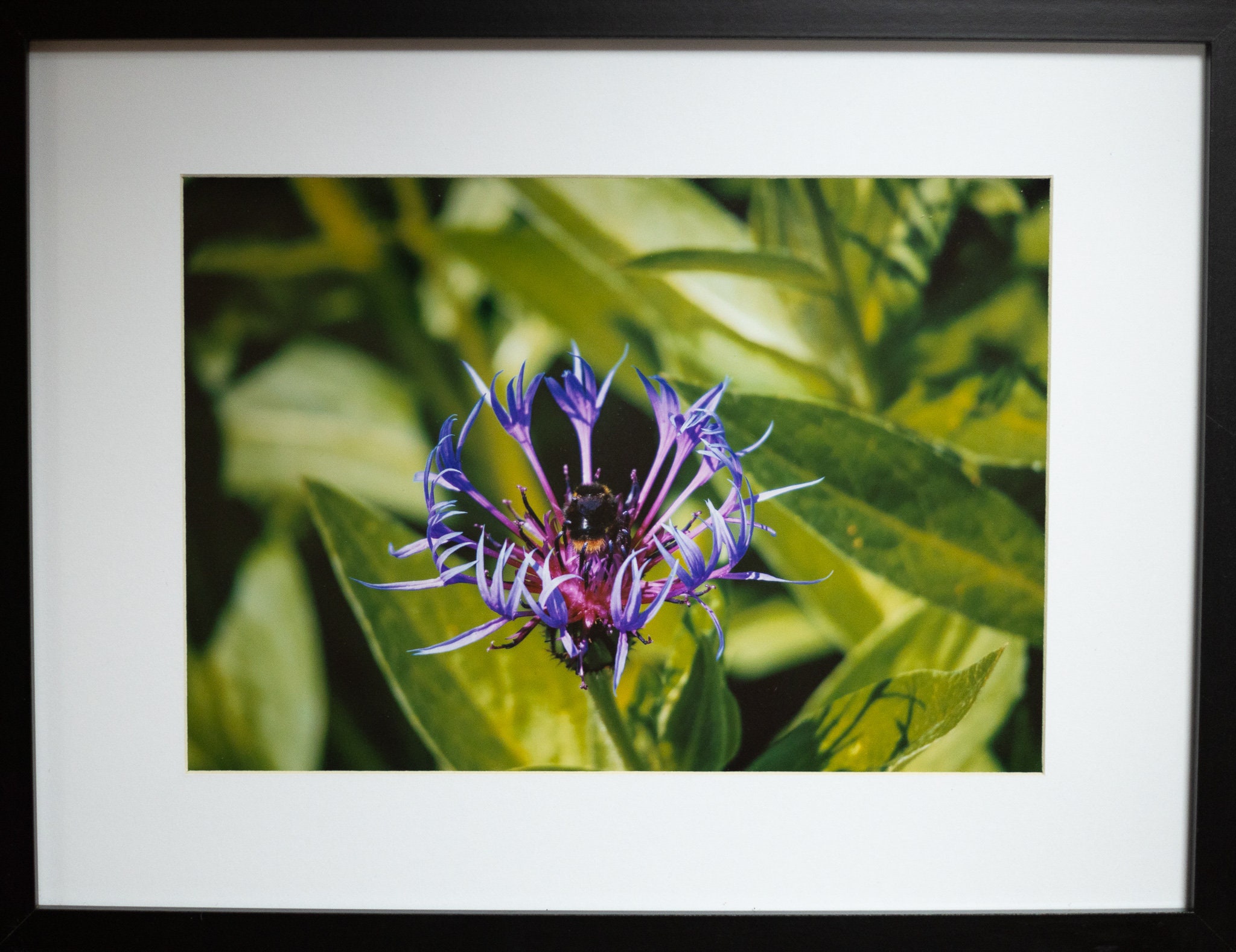 Photo Encadrée d'un Bourdon Qui Butine