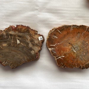 Versteinertes Holz Platten Small/Medium