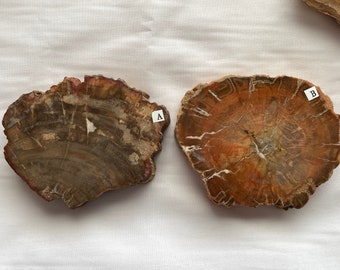 May include: Two petrified wood slices, one with a brown and gray color scheme labeled "A" and the other with a reddish-brown color scheme labeled "B".