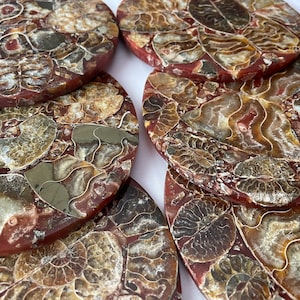 Pratos para porta-copos de fóssil de amonite natural!! Incrível!!!!