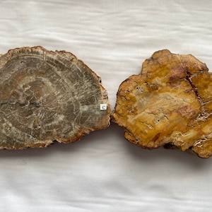 Versteinerte Holzplatten!!  Mittel / groß
