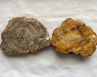 Fossil Specimen Natural – Collector Specimen