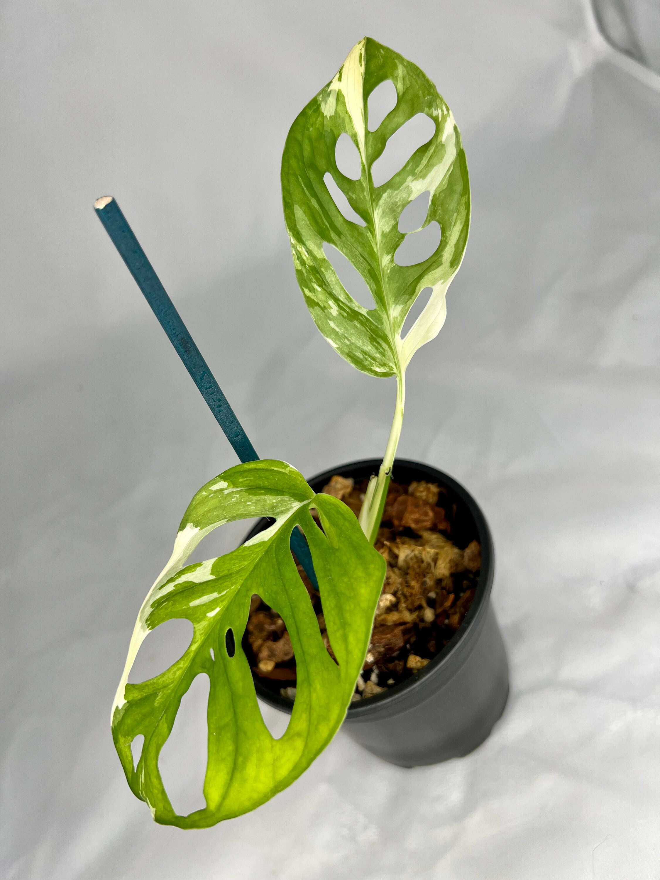 極美斑 Monstera adansonii variegata 極美斑 Monstera adansonii variegata
