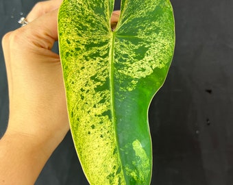 Variegated Ilsemanii Cutting