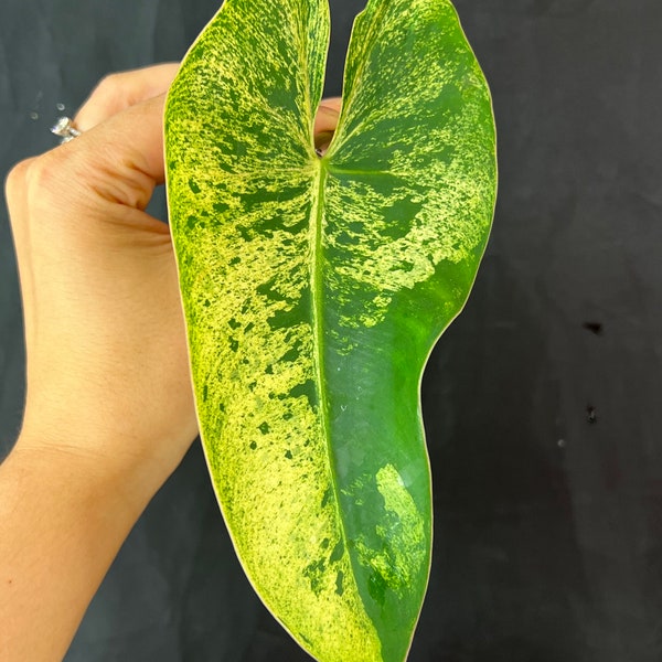 Variegated Ilsemanii Cutting