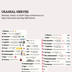 Cranial Nerves, Mnemonics, Easy to Remember Guide